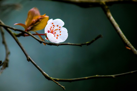 紫叶李花