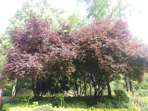 紫叶李树