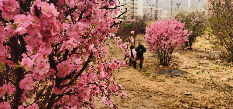 桃花