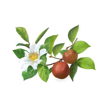 山茶花