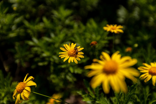 黄色菊花