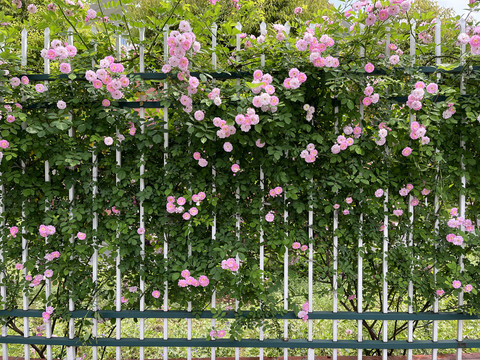 围栏花