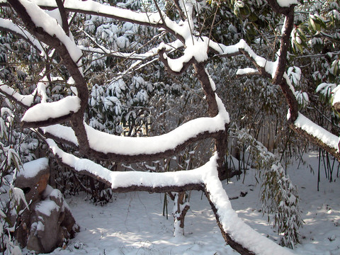 雪后小景