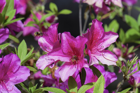 杜鹃花中蜜蜂游