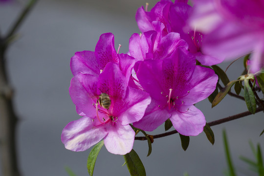 杜鹃花中蜜蜂游