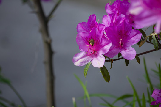 杜鹃花中蜜蜂游