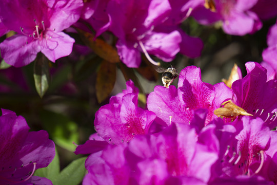 杜鹃花中蜜蜂游