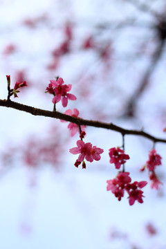 樱花枝