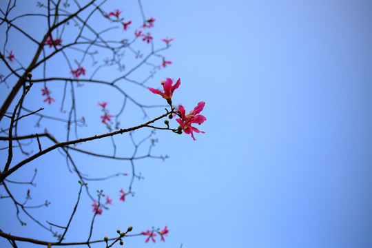 绽放的木棉花