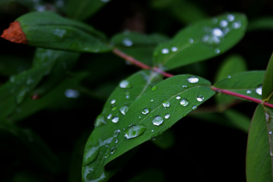 水珠