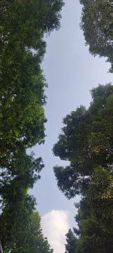 森林树木风景蓝天