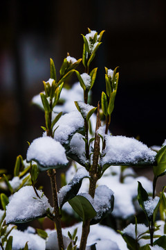 白雪覆盖的绿植