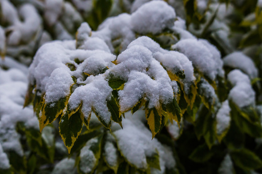 白雪覆盖的绿植