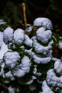 白雪覆盖的绿植