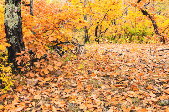 秋季金色树林落叶满地