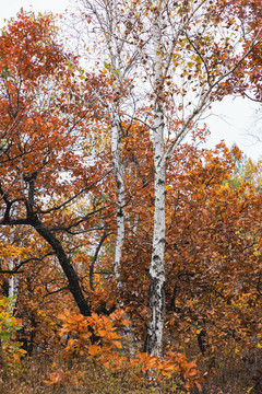 秋季树林白桦树柞树