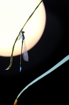 月光下的蜻蜓