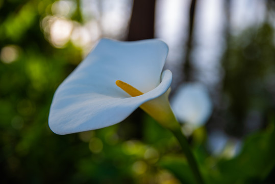 白鹤芋