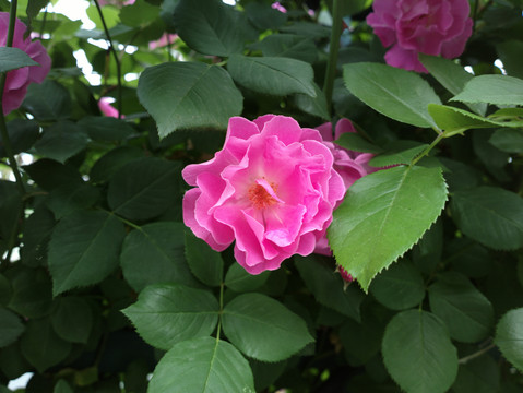 蔷薇花