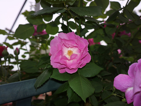 蔷薇花