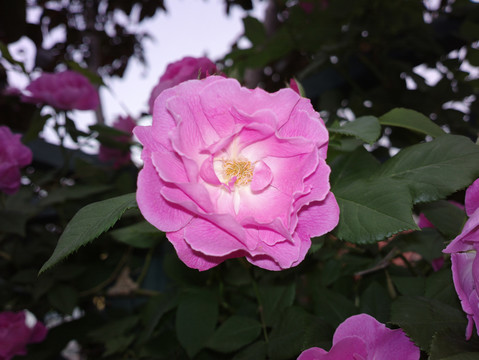 蔷薇花