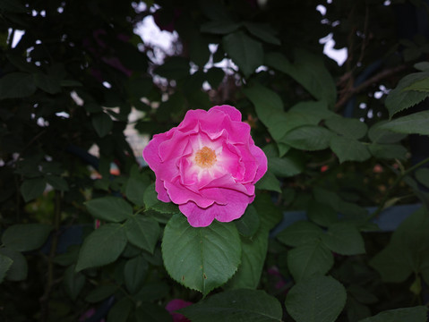 蔷薇花