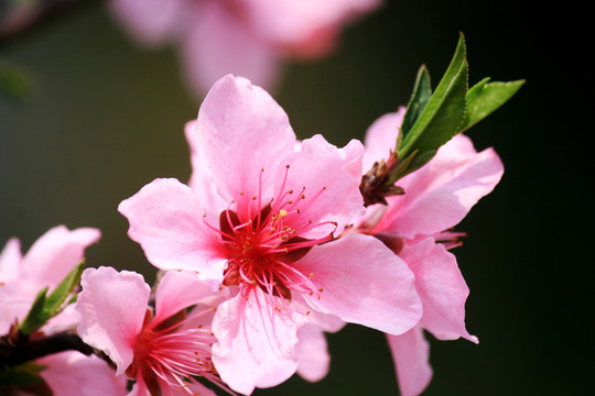 桃花特写