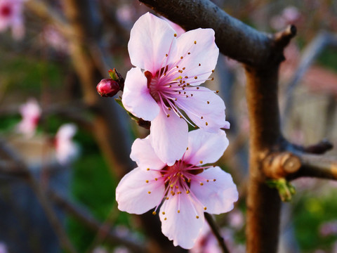 光影桃花特写