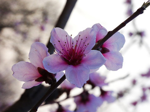 桃花特写