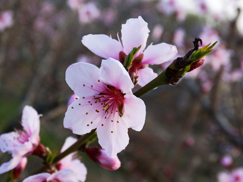 桃花特写