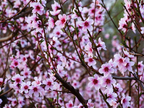 桃花