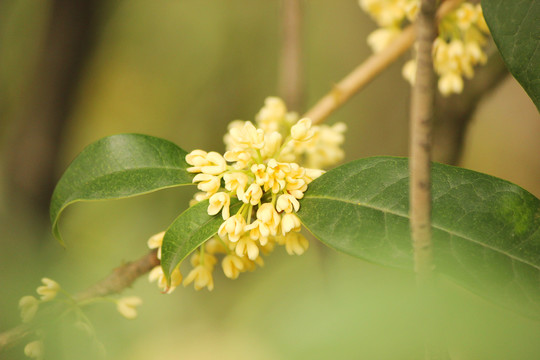 桂花