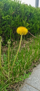 野花