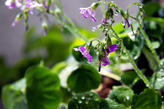 雨露滋润三叶花