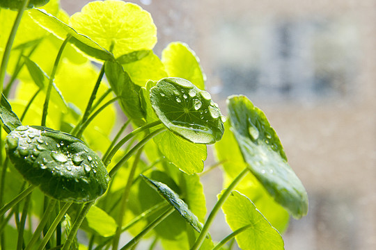 雨露滋润铜钱草