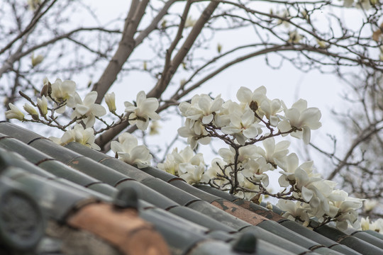 脊瓦上盛开绽放白的玉兰花