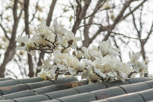 脊瓦上盛开着几朵白玉兰花
