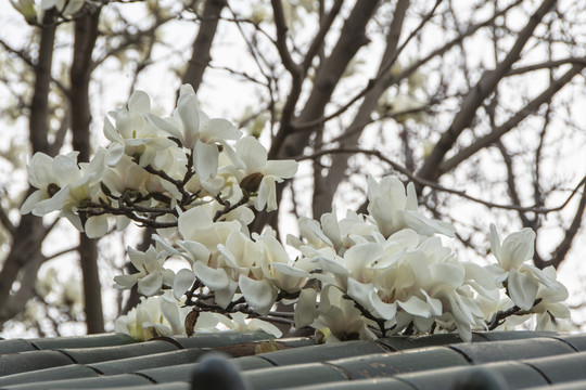 脊瓦上盛开着许多白玉兰花