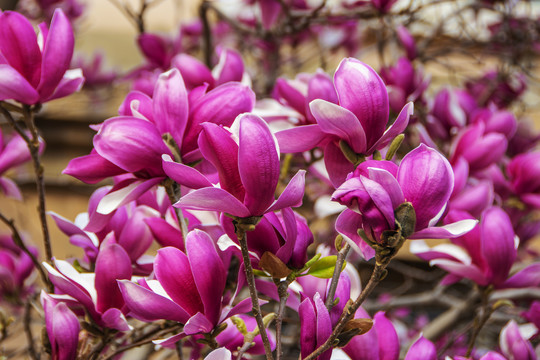 树枝一朵朵盛开的紫玉兰花