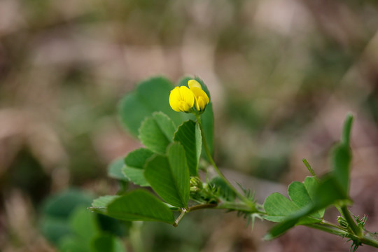 苜蓿草花