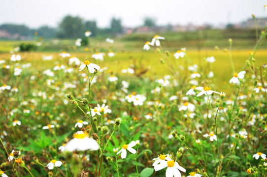 鬼针草花