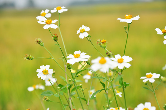 鬼针草花