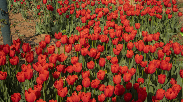 郁金香花海