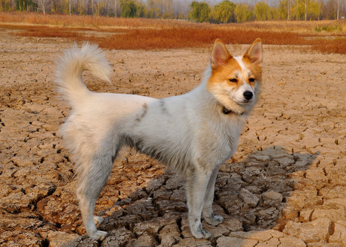 狗蝴蝶犬