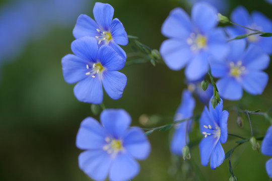 蓝亚麻花