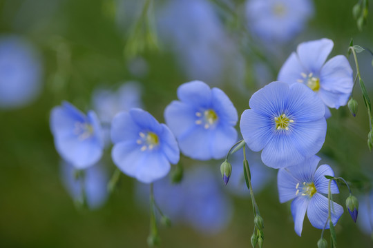 蓝亚麻花