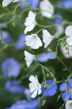 亚麻花