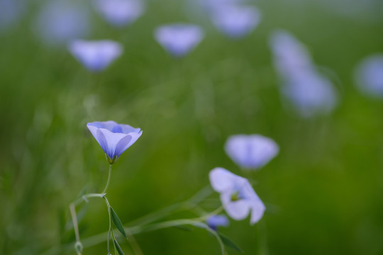 蓝亚麻