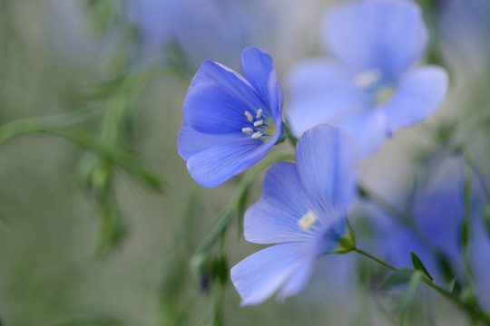 蓝亚麻