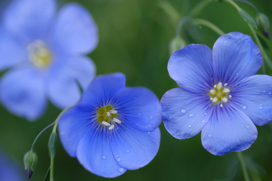 蓝色亚麻花